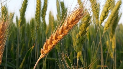 Trigo: Análise Conjuntural Agromensal Cepea/Esalq/USP Julho/2020