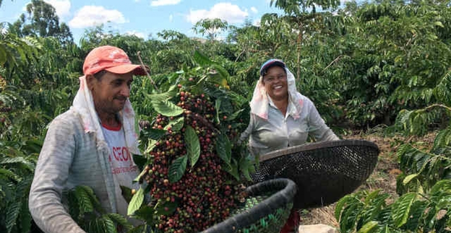 Brasil acelera exportações de café para ritmo recorde