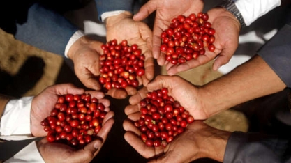 La Niña agrava clima seco e ameaça produção de café no Brasil
