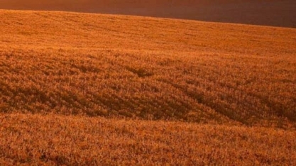 Safras eleva previsão de colheita de soja 2020/21 e vendas em quase 50%