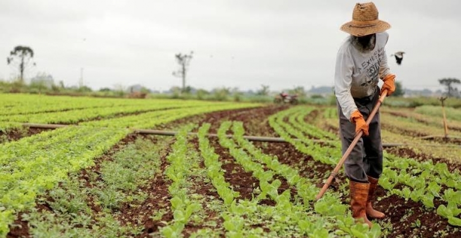 Covid-19 reduz população ocupada do agronegócio em 1,6 milhão