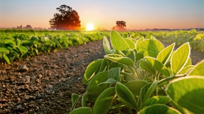 Cenário de 2021 repete evolução favorável de 2020 para agricultura 