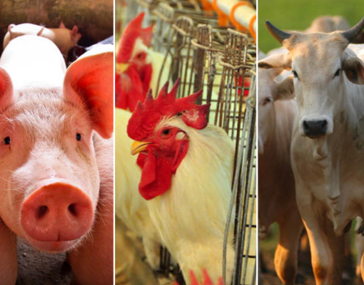 Carnes: Exportação de suína dá salto, bovina cresce e frango fatura menos