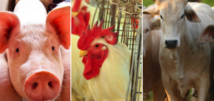 Carnes: Exportação de suína dá salto, bovina cresce e frango fatura menos