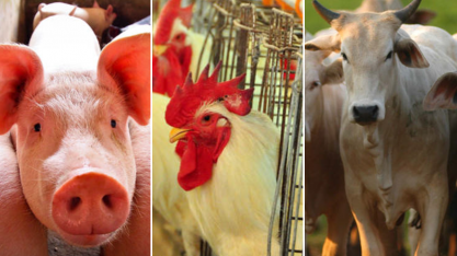 Carnes: Exportação de suína dá salto, bovina cresce e frango fatura menos