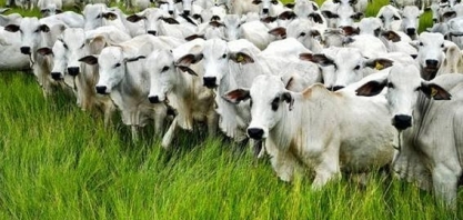 Boi: Análise conjuntural mensal agosto Cepea/Esalq/USP