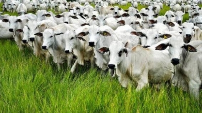 Boi: Análise conjuntural mensal agosto Cepea/Esalq/USP