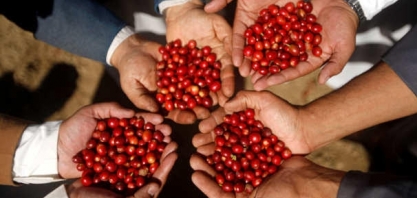 Tempo seco desafia floradas em cafezais de Minas Gerais