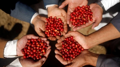 Tempo seco desafia floradas em cafezais de Minas Gerais
