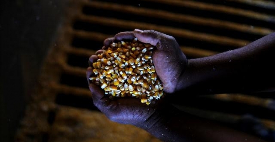 Produção de milho da China deve cair após tufões arrasarem plantações