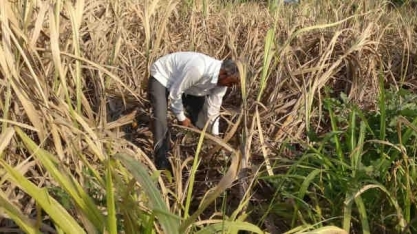 Açúcar:Superavit, a partir da Ásia, não sustentará ralis modestos de altas