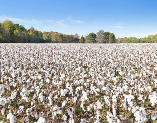 Algodão: Análise conjuntural mensal agosto Cepea/Esalq/USP