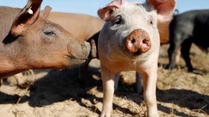 Vem mais pressão na carne suína