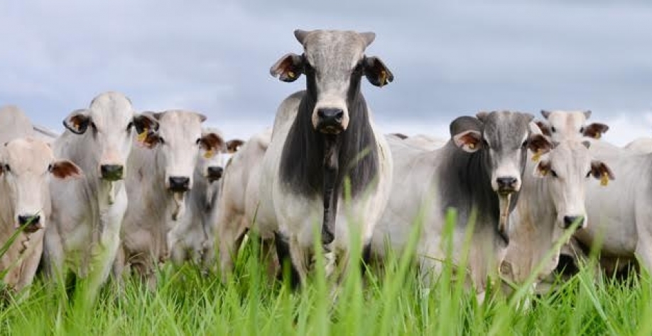 Pressão do atacado e da oferta mantém a estabilidade do preço do boi gordo