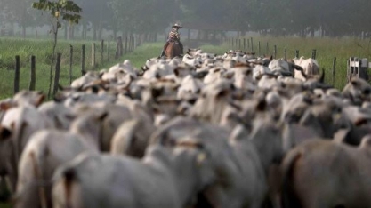 Pecuarista lidera intenção de investir em tecnologia entre produtores