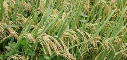 Brasil compra quase 200 mil t de arroz dos EUA, Índia e Guiana