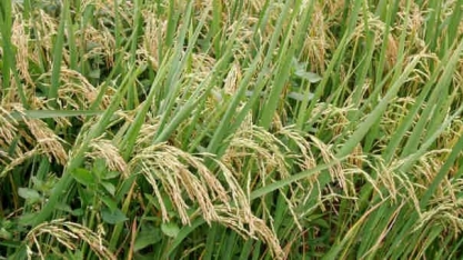 Brasil compra quase 200 mil t de arroz dos EUA, Índia e Guiana