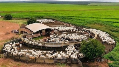 Análise: Agropecuária cresce e impede queda maior do PIB 