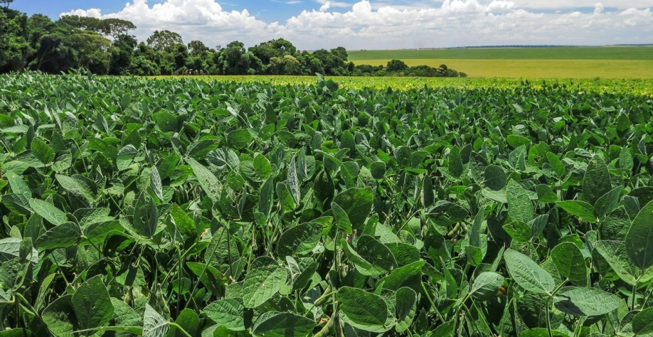 Soja: Fenômeno La Niña pode diminuir oferta e elevar cotação do grão