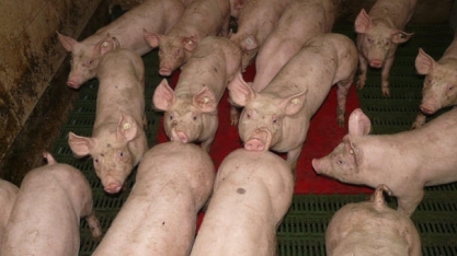 Carnes: cenário aponta para queda dos preços após 2021, diz Ágora