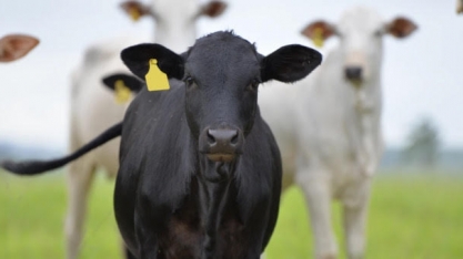 Exportação de carne aumenta 12% no ano até agosto; China compra 65,8% mais