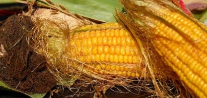 PR reduz projeções para safras de milho e trigo 2019/20;mantém soja 2020/21