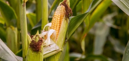 Tecnologia permite rastrear carbono em espiga de milho