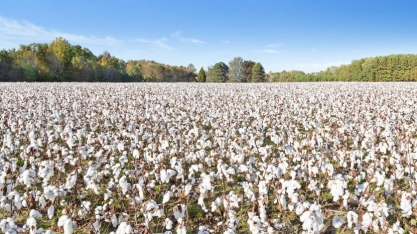 Algodão: Produção deve cair 10% em 2020/21, para 2,63 milhões de toneladas