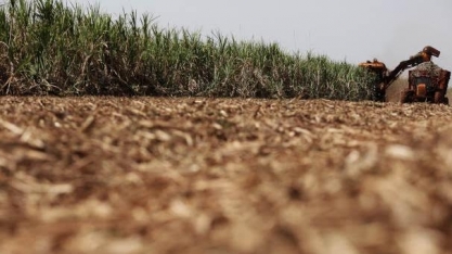 Chuva afeta moagem de cana na 2ª parte de agosto; açúcar cresce 16,3%
