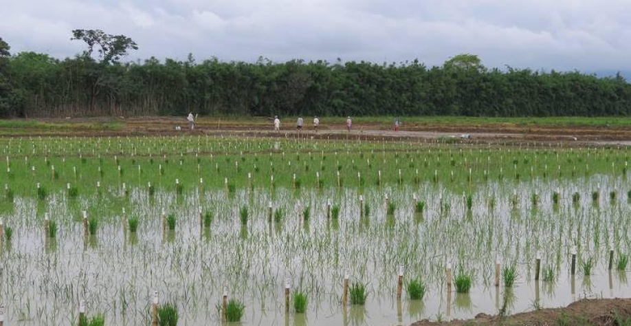 Importação de arroz aumenta 47% neste mês