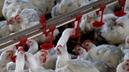 Exportação de frango sobe 1,8% no ano; receita recua 11,3%