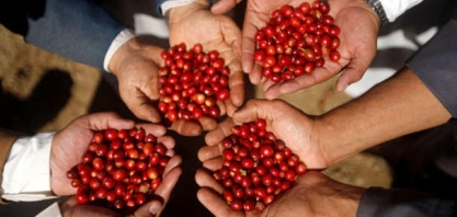 Em operação incomum, lote de café brasileiro é certificado pela bolsa ICE