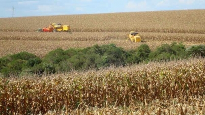 Safras reduz projeção para colheita de milho 20/21
