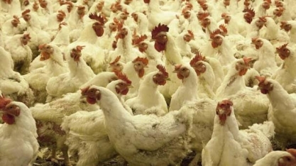 China suspende importações de 2ª unidade de carne de frango dos EUA