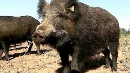 Alemanha confirma mais 10 casos de peste suína; total alcança 65 animais