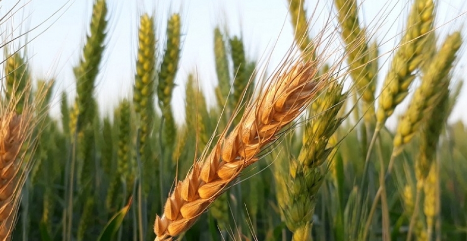  Produção de trigo deve atingir 6,3 mi t em 2020, diz Safras & Mercado