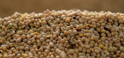 RS: Seca paralisa plantio de soja 2020/21 em áreas e gera atraso