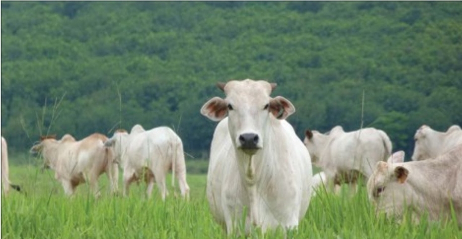 Bovinos Set/2020: Análise Agromensal Conjuntural Cepea/Esalq/USP