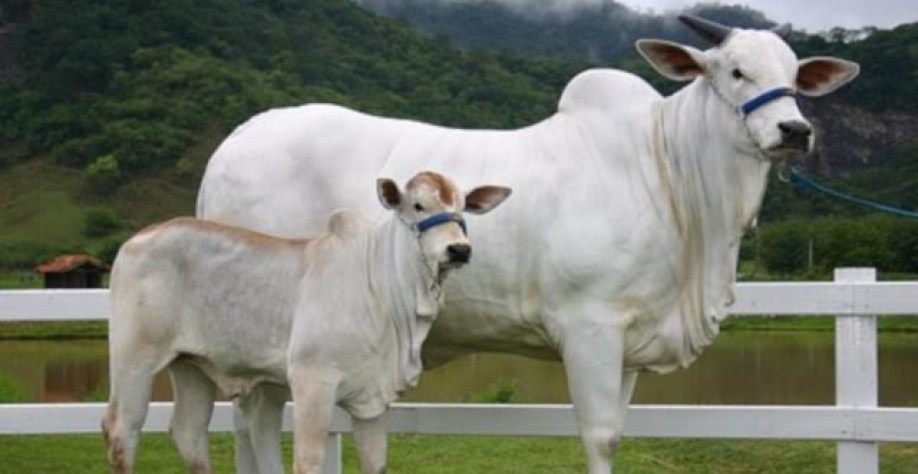 Boi vai subindo e margem do produtor também cai com alta do bezerro