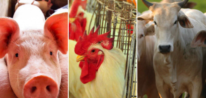 Aumento de exportação de carne bovina e suína; estabilidade na de frango