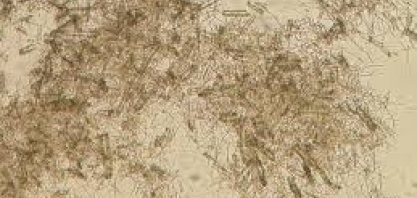 Coquetel enzimático potencializa produção de etanol de segunda geração