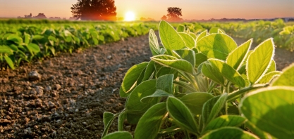 Soja Set/2020: Análise Agromensal Conjuntural Cepea/Esalq/USP