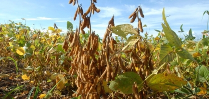 Safras vê replantio de soja por seca no Brasil e amplo atraso