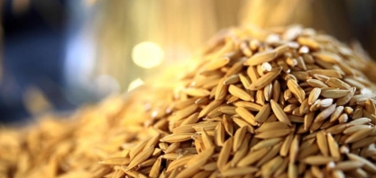 Arroz: Importação de fora do Mercosul alcança 225 mil toneladas