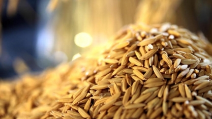 Arroz: Importação de fora do Mercosul alcança 225 mil toneladas