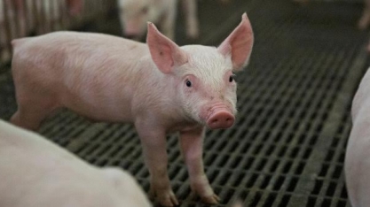 China prevê alta de 30% na oferta de carne suína no Ano Novo Lunar