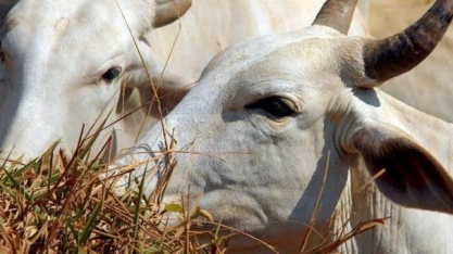 Confinamento de gado deve ter recorde no Brasil com disparada da arroba