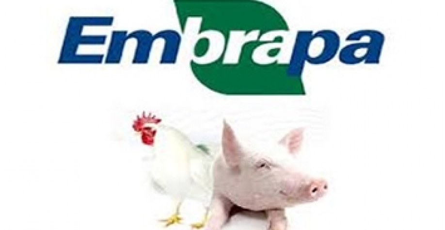 Suínos e aves: Custo de produção tem forte alta em agosto ante julho