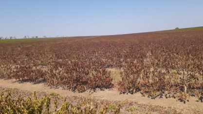 Café: CDPC aprova R$ 150 mi para recuperação de área afetada por estiagem