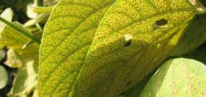  Soja ganha 1º multissítio biológico no combate à ferrugem asiática da soja